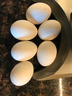 eggs