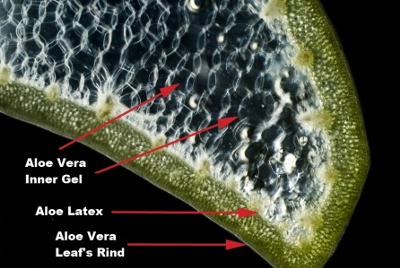 What is in the inside of an Aloe Vera leaf?
#HeatherEarles #aloevera #juicing #naturalmedicine #herbnwisdom