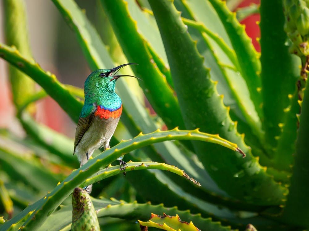 Aloe Vera plant