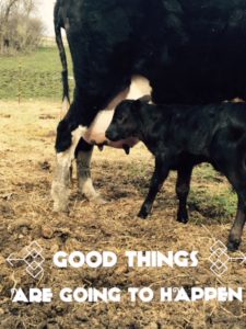new born calf born in the Spring