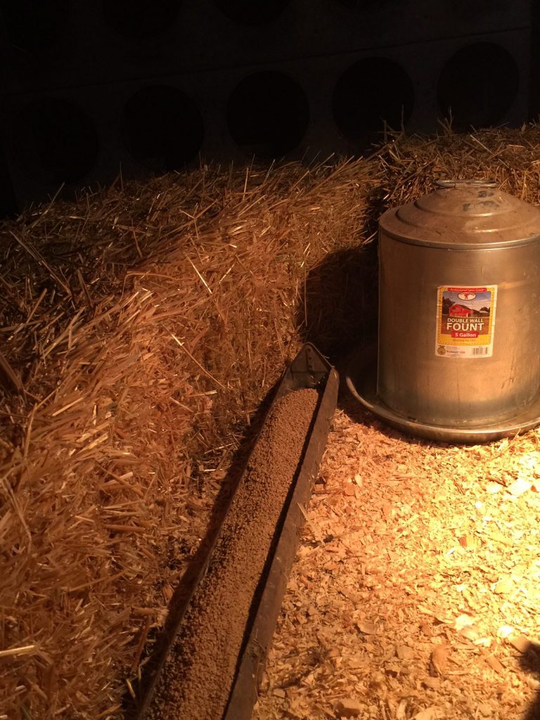 chick food and water