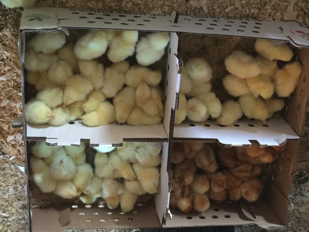 baby chicks in a mail box