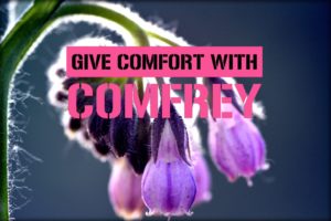 comfrey plant
#heatherearles #herbnwisdom #naturalliving #comfrey #woundhealing #sprains
