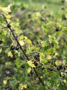 crandall currant berries
