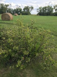 crandall currant bush