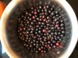 crandall currants in pot