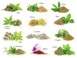 different types of herbs