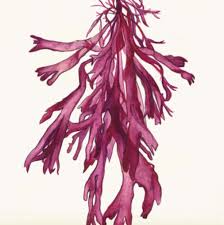 dillisk and how it helps with hypothyroidism