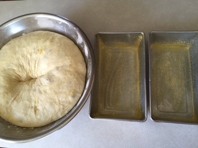 dough ready to put in loaf pans