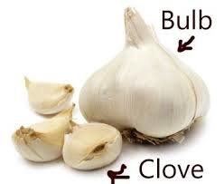 a bulb and clove of garlic