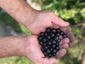 handful of crandall currants 