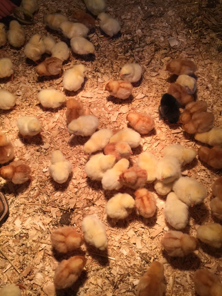 baby chicks running around