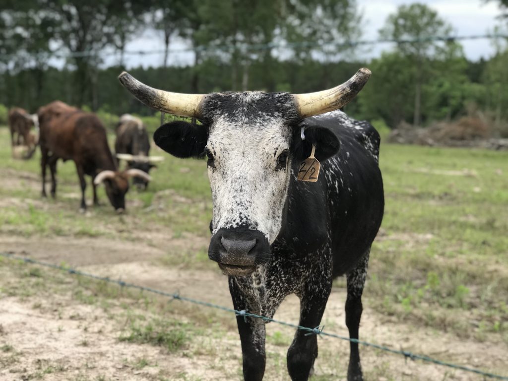 Don't mess with the writing. How to Find a Top Literary Agent
#Longhorn #cattle #literaryagent #HeatherEarles #ElizabethMarceaux