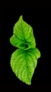 mint leaf