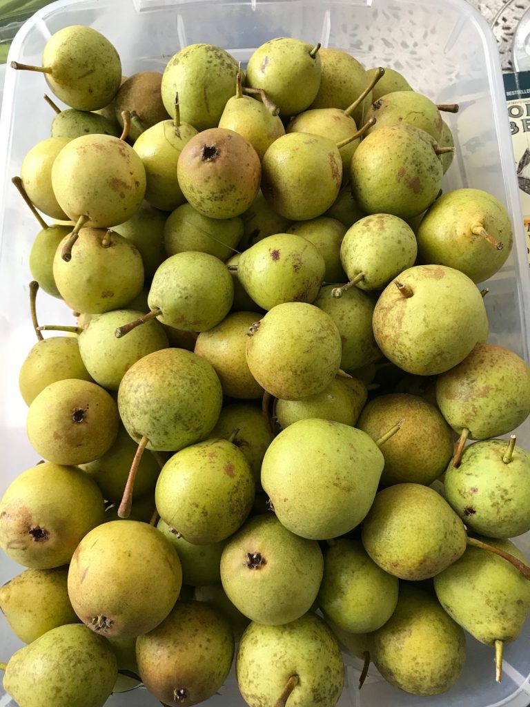 washing pears
