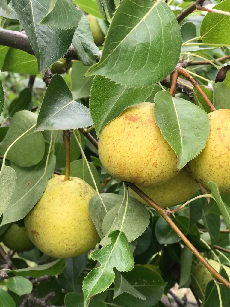 picking pears