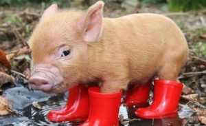 baby pig in spring