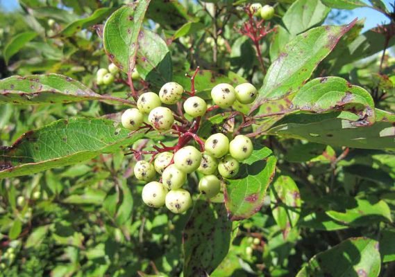 poison sumac with berries