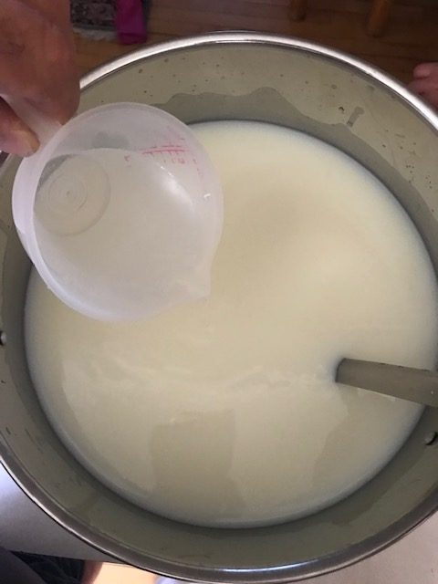 adding the rennet to the milk