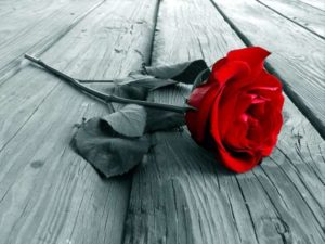 Valentine's Day red rose