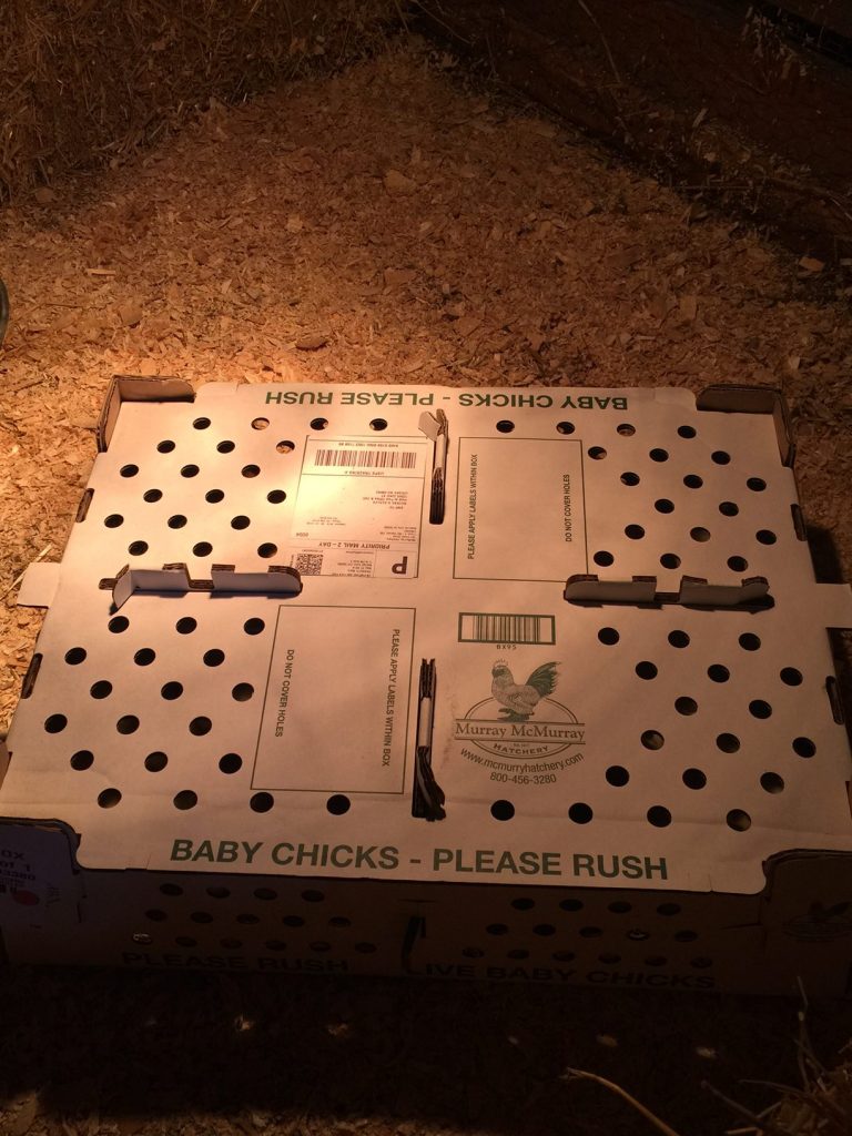 baby chicks shipping box