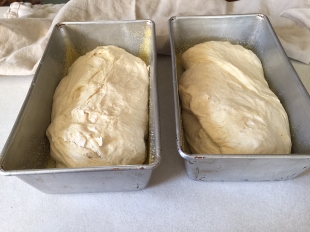 bread rising in loaf pans