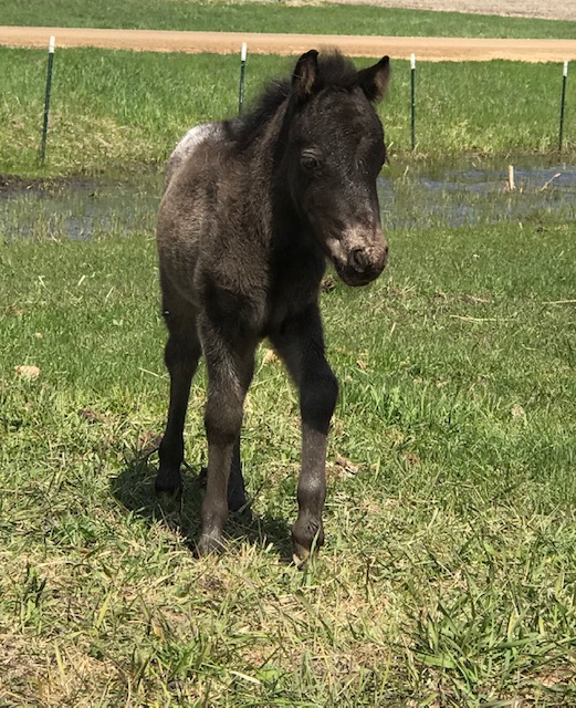 Sylvia our filly who heals
#heatherearles #herbnwisdom #naturalliving #podcaster #author #healthblogger #militarywife #farmgirl #horses