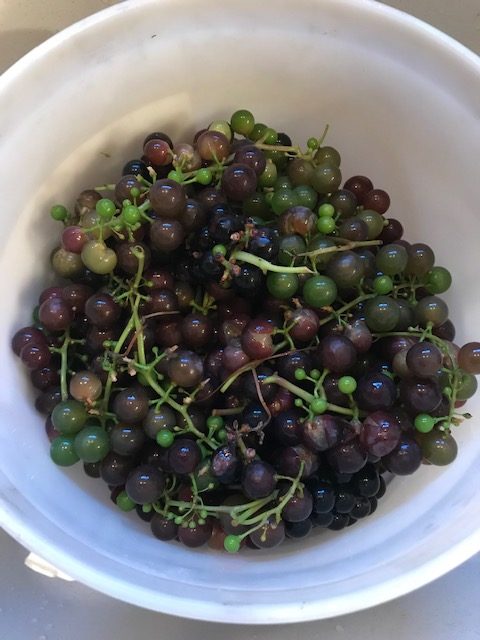 washed grapes