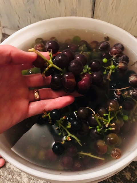 washing grapes