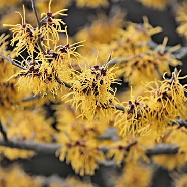 Witch-Hazel is used to help the skin, especially acne.
#HeatherEarles #herbnwisdom #naturalliving #witchhazel #skin #acne
