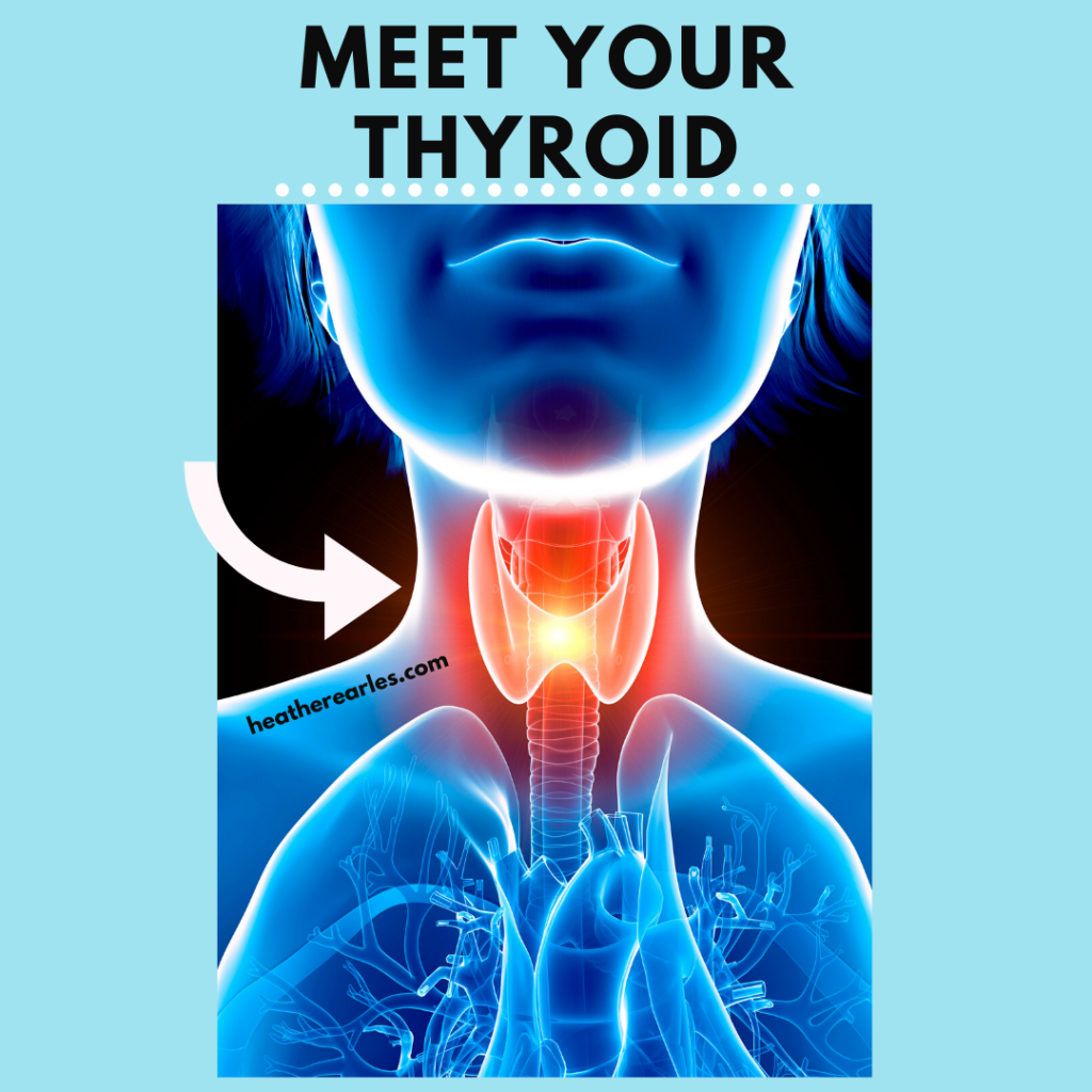 This is the thyroid