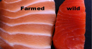 wild caught fish and farmed